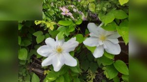 Клематис - лозинка(ломонос).Clematis. Vita St