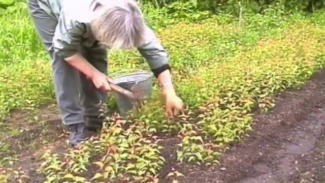 Лариса Крамаренко 60 лет смотреть онлайн