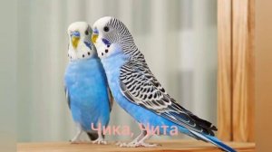 Имена для попугаев (девочек)