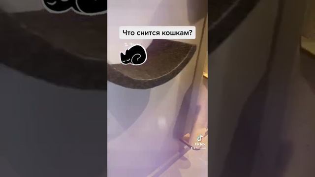 Что снится кошкам?