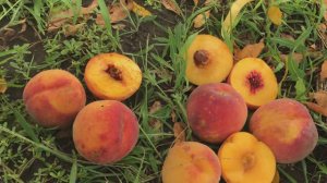 Персики Флеминг-23, 19007, Кардинал, Топ Свит Т5 (22 августа) - Агро Сад