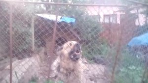 Caucasian Shepherd Dog | Kavkasiuri nagazi | Кавказская овчарка