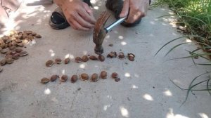 Как быстро наколоть косточек от урюка