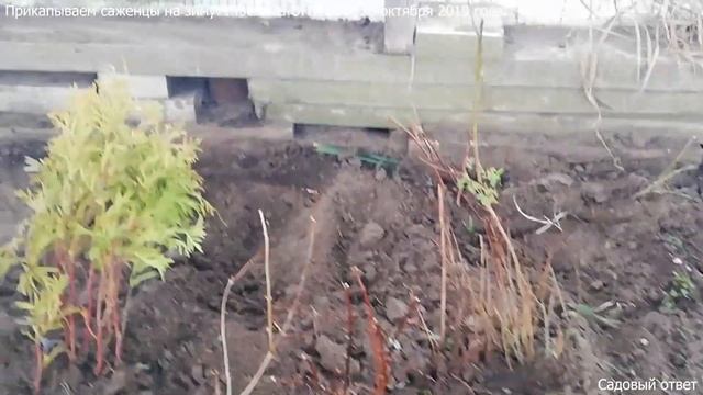 Как прикопать саженцы на зиму правильно? ОПТ-ХОЗ смотреть онлайн
