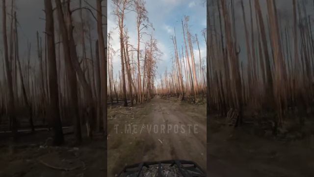 🇷🇺🇺🇦 Положение у ВСУ в Кремеском лесу. Серебряное лесничество !!!