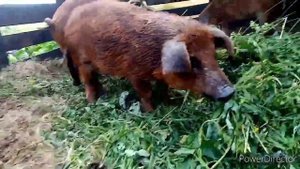 Поросята 2020 года// Дюрок +Венгерская мангалица.