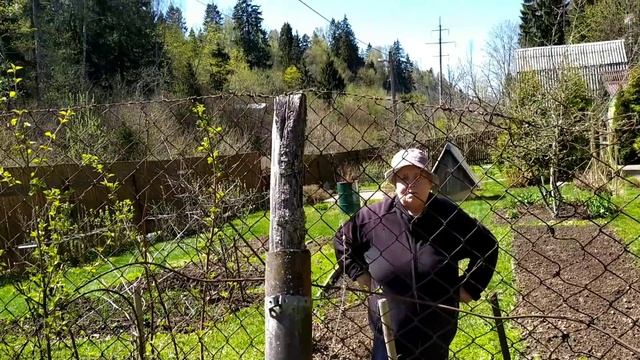 На даче/ инцидент на стоянке/высаживаю перцы/сколько заготовок нужно семье...