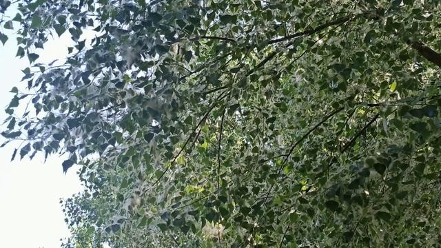30 июня народный праздник Солнцестой. Народные приметы и традиции. Что делать нельзя..