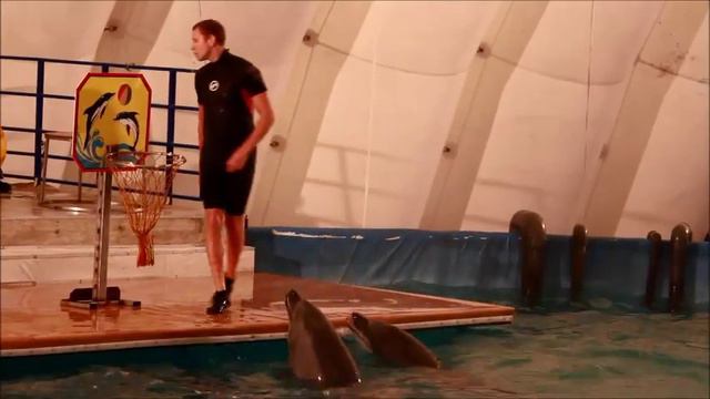 Дельфинарий в Благовещенске смотреть онлайн