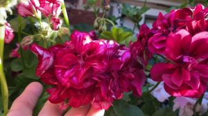 Пеларгонии Плющелистные! КАСКАДЫ цветов в моем саду в Лондоне! Trailing Pelargonium London
