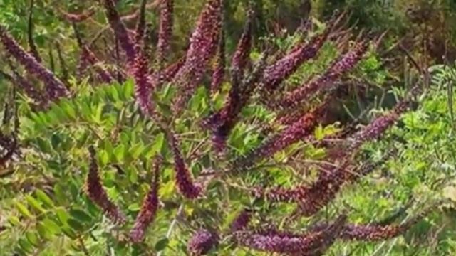 Растение Аморфа кустарниковая (лат. Amorpha fruticosa)