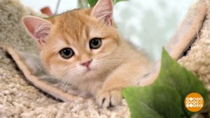 Котенок, давай с тобой дружить! Доброе утро. Фрагмент выпуска от 03.03.2023