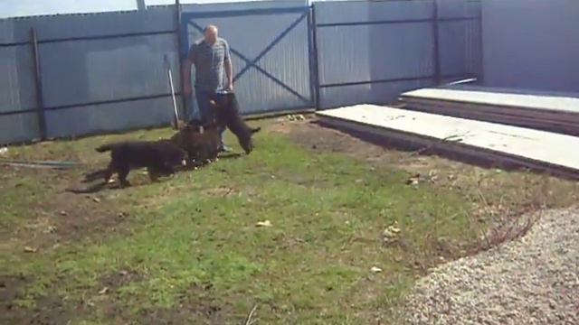 Щенки бернского зенненхунда продаются смотреть онлайн