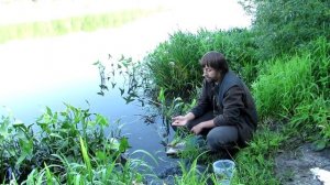 Отличная наживка для ловли рыбы - водяной (илистый) червь