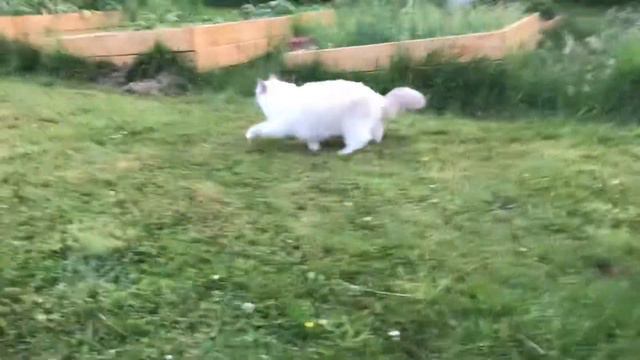 Ragdoll cat - Снежинка на прогулке - кошка рэгдолл в саду - ловит комаров