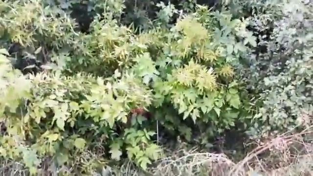 Я Тарзан, а дерево просто сломалось) смотреть онлайн