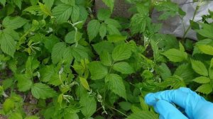 Что за вредитель скручивает листья малины и как я с этим борюсь