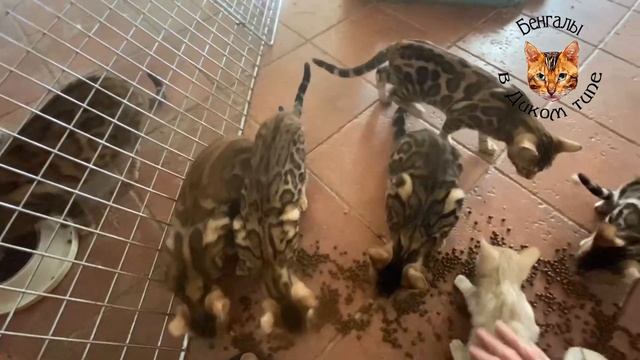 БЕНГАЛЬСКИЕ КОТЯТА ИЛИ КАК ПРАВИЛЬНО АДАПТИРОВАТЬ ТОЛЬКО ЧТО КУПЛЕННОГО КОТЕНКА
