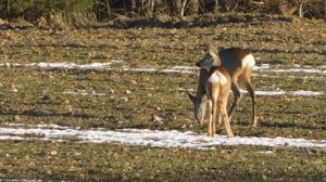 Дикие козы возле моего дома