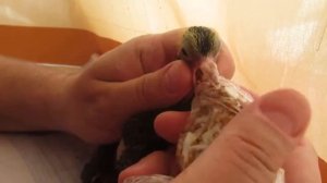 Кормим птенца голубя