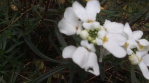 Corbeille d'argent ou t'hlaspi 'Iberis sempervirens' Elle oublie quand elle fleurit