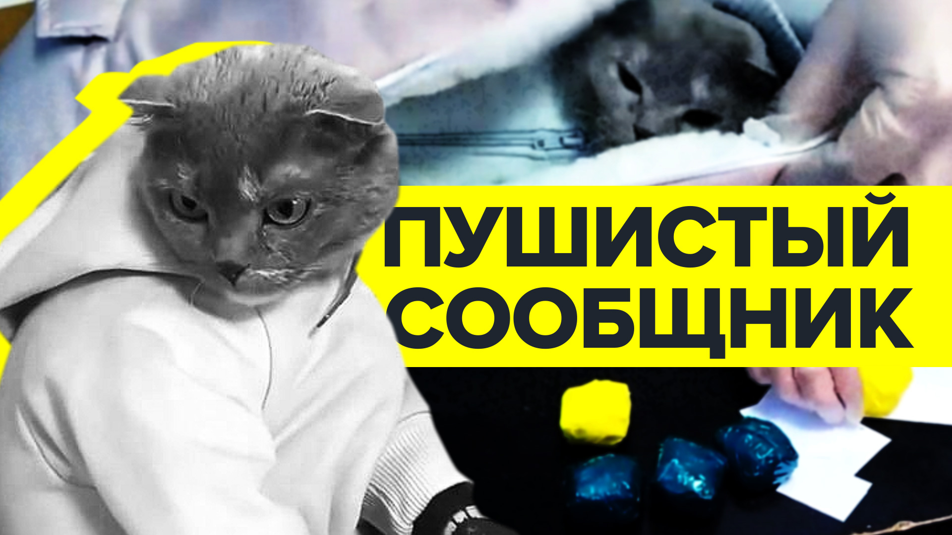 Закладчица в Нижнем Тагиле замаскировала кота под грудного ребёнка — видео