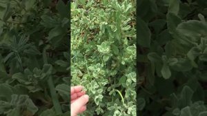 Ладанник -  ароматный куст  Юга.