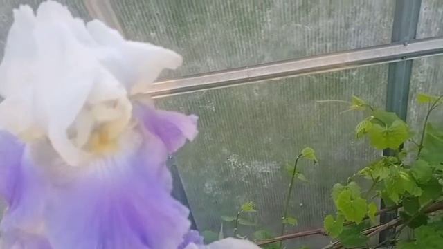 Ирисы бородатые 2020! смотреть онлайн