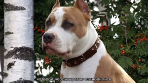 Самая сильная собака в мире по боям: топ 10