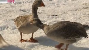 Традиционные гусиные бои в минувшие выходные прошли в Павлове