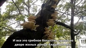 Грибные места Владивостока. Городские грибы в июне месяце. # Fungal place in Vladivostok