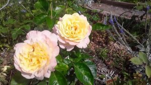 РОЗА ГЛОРИЯ ДЕЙ!!!!