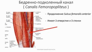 Топография нижней конечности