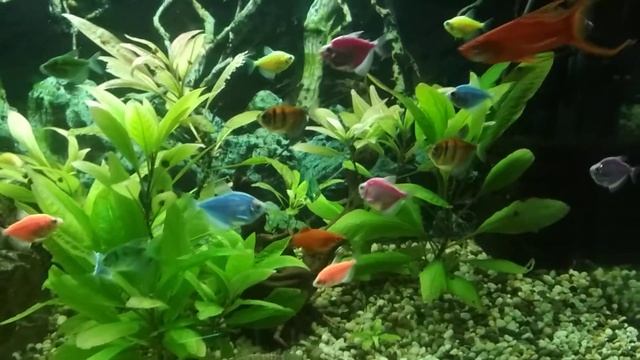 Теренция смотреть онлайн