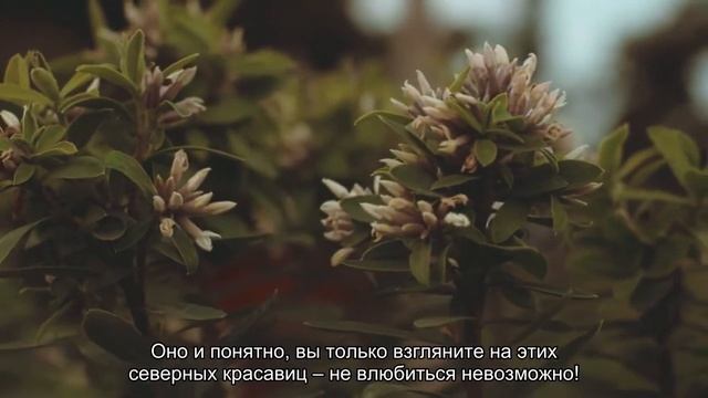 Белые породы собак смотреть онлайн