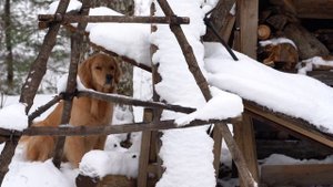 A Family Christmas at a Log Cabin in Canada
