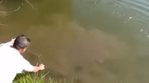 Ловля сома на донку