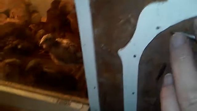 Брудер для перепёлок