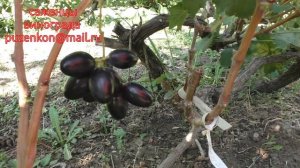 Виноград Рембо- ультраранняя форма винограда на участке Пузенко Натальи Лариасовны