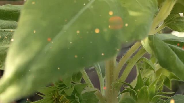 The lovely sunflower смотреть онлайн