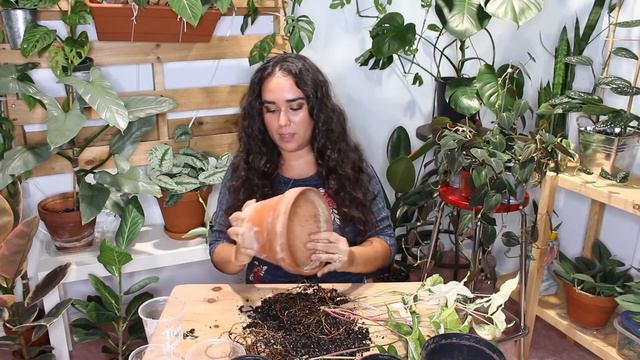 How to Care for Syngonium Albo Houseplant  Signs that a Plant needs a bigger pot