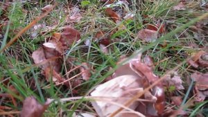 грибы на урале