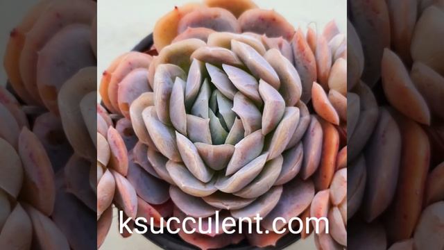 rare Korean succulents🌵 how to buy Korean succulents. смотреть онлайн