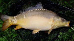 Уловистая насадка для рыбалки.