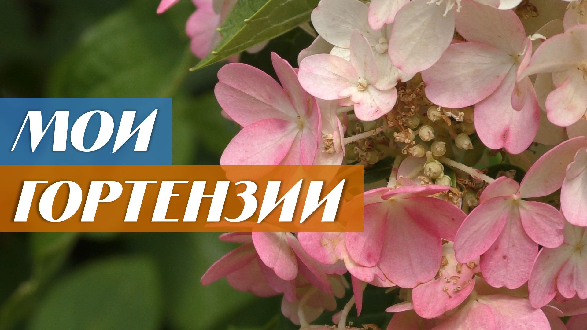 Как вырастить гортензии на своём участке смотреть онлайн