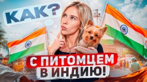 ИНДИЯ приняла с ЖИВОТНЫМ? ИНСТРУКЦИЯ: легальный и нелегальный опыт