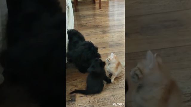 Мини мальтипу Шери и котята