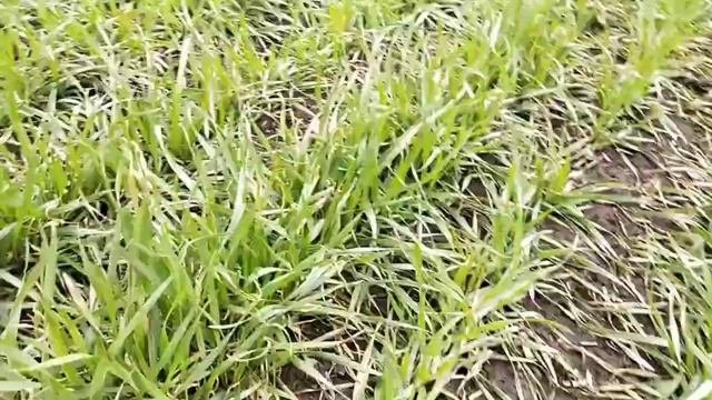 обзор ,озимая пшеница по предшественнику кукуруза и горох