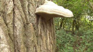 Myennis octopunctata (Ulidiidae) & Drosophilidae auf Phellinus igniarius (auf Populus × canescens)