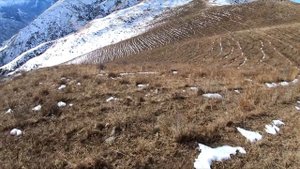 Кекиликке аңчылык. Удачная охота на куропатку. Охота на кеклика. Охота в горах. Chukar hunting.